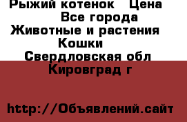 Рыжий котенок › Цена ­ 1 - Все города Животные и растения » Кошки   . Свердловская обл.,Кировград г.